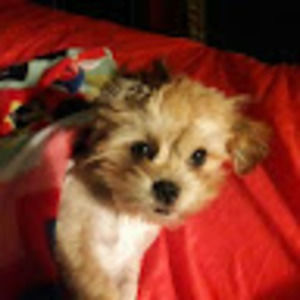 Meet your Posher, Melany